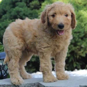 Ollie, Goldendoodle Puppy