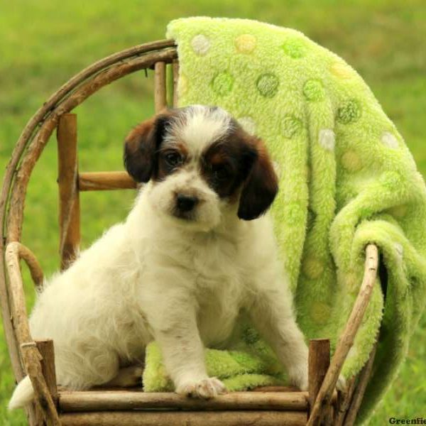 Olly, Miniature Poodle Mix Puppy