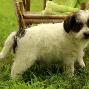 Olly, Miniature Poodle Mix Puppy