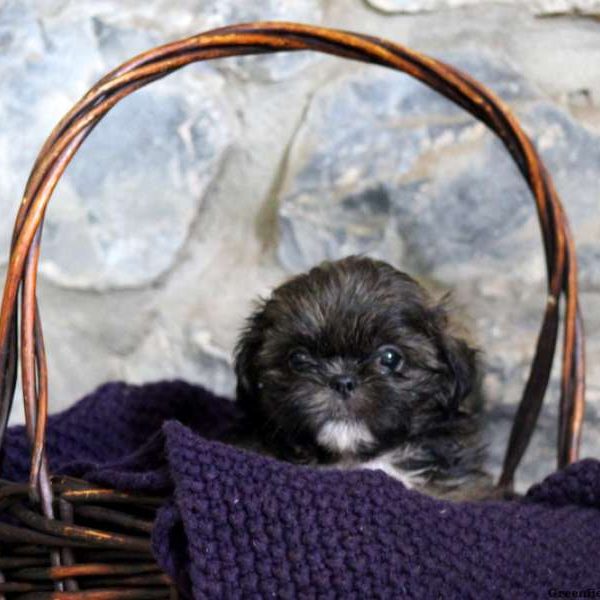 Olson, Shih Tzu Puppy