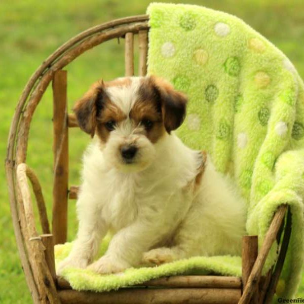 Onyx, Miniature Poodle Mix Puppy