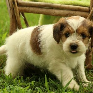 Onyx, Miniature Poodle Mix Puppy