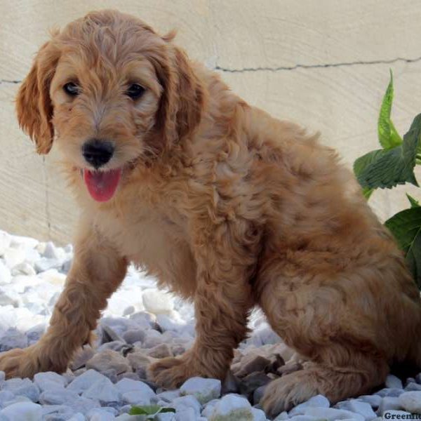 Opal, Goldendoodle Puppy