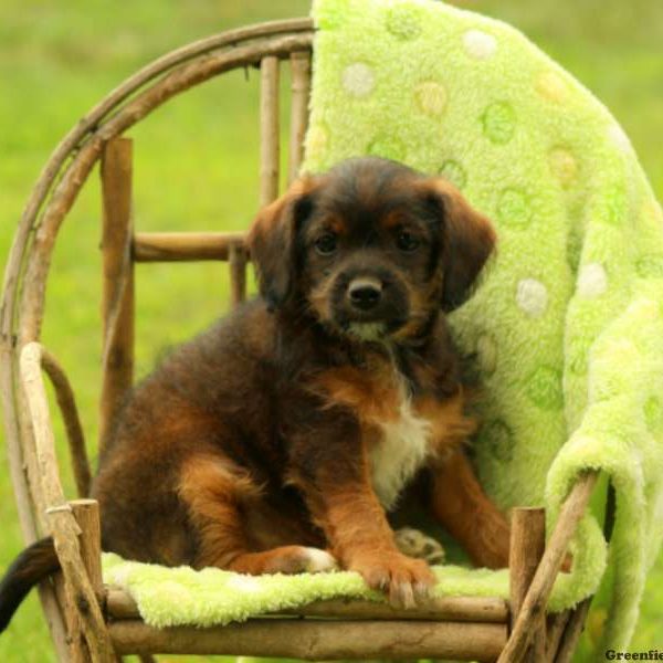 Opal, Miniature Poodle Mix Puppy