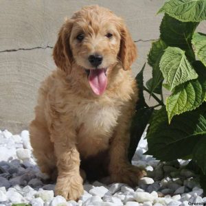 Opal, Goldendoodle Puppy