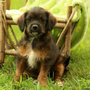 Opal, Miniature Poodle Mix Puppy