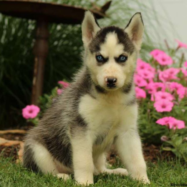 Ophelia, Siberian Husky Puppy