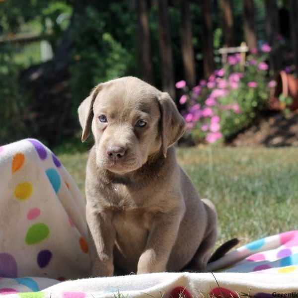 Ophelia, Labrador Retriever-Charcoal Puppy