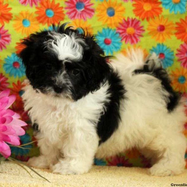 Ophelia, Shichon / Teddy Bear Puppy