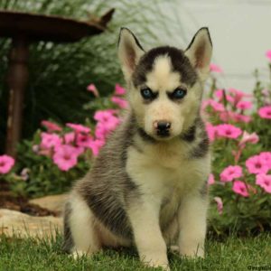 Ophelia, Siberian Husky Puppy