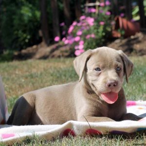 Ophelia, Labrador Retriever-Charcoal Puppy