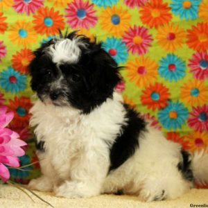 Ophelia, Shichon / Teddy Bear Puppy