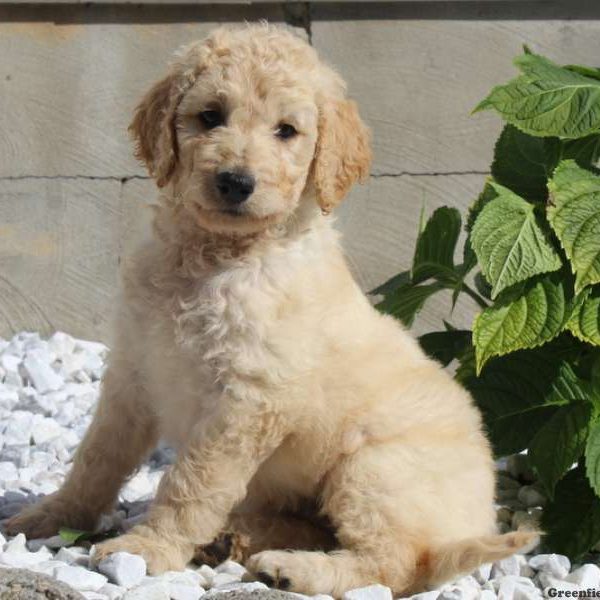 Oprah, Goldendoodle Puppy