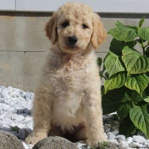 Oprah, Goldendoodle Puppy