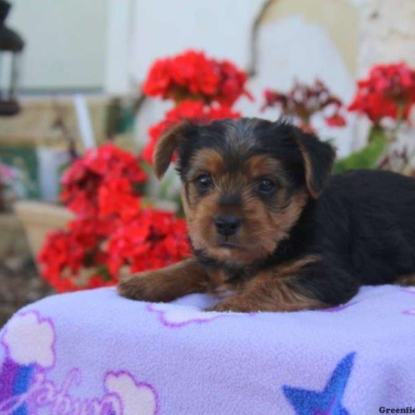 Orpha, Yorkshire Terrier Puppy