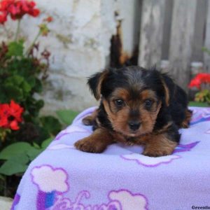 Orpha, Yorkshire Terrier Puppy