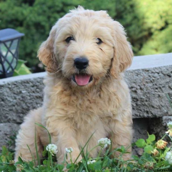 Oscar, Goldendoodle Puppy