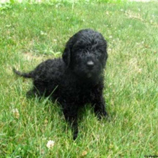 Oscar, Labradoodle Puppy