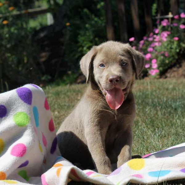 Oscar, Labrador Retriever-Charcoal Puppy