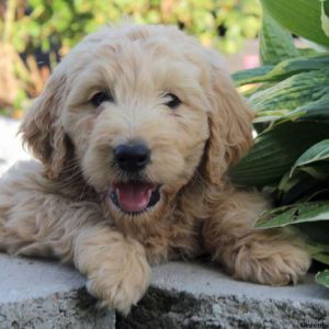 Oscar, Goldendoodle Puppy