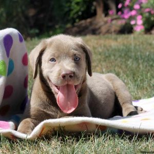 Oscar, Labrador Retriever-Charcoal Puppy