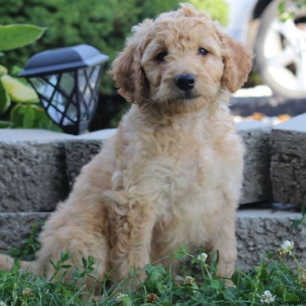 Oslo, Goldendoodle Puppy