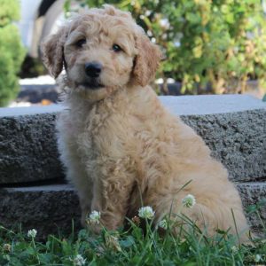 Oslo, Goldendoodle Puppy