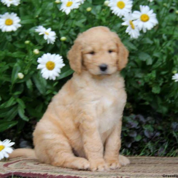 Otis, Goldendoodle Puppy