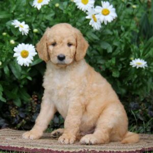 Otis, Goldendoodle Puppy