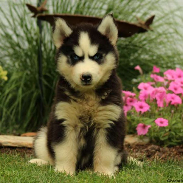 Otter, Siberian Husky Puppy