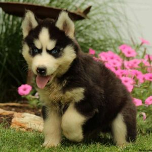 Otter, Siberian Husky Puppy