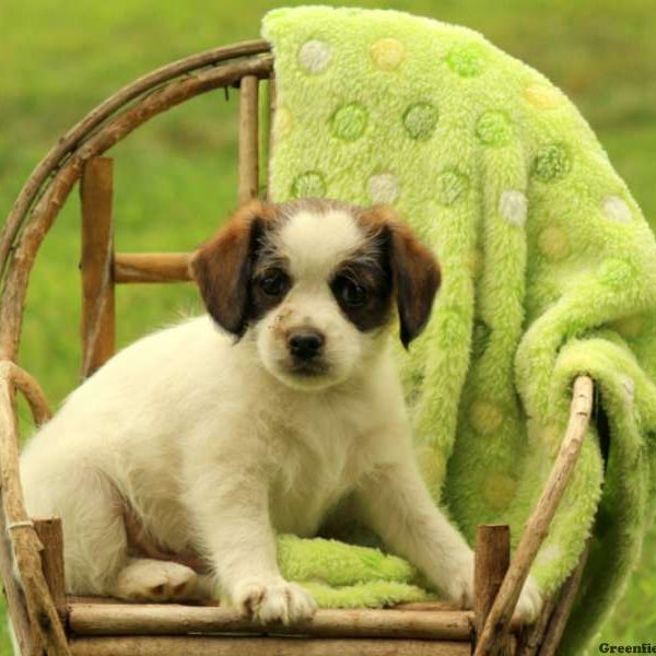 Ottis, Miniature Poodle Mix Puppy