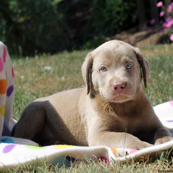 Ottis, Labrador Retriever-Charcoal Puppy