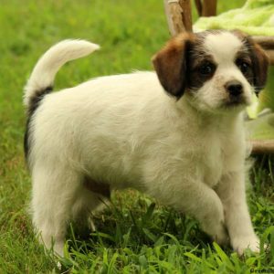 Ottis, Miniature Poodle Mix Puppy