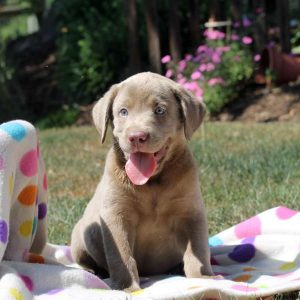 Ottis, Labrador Retriever-Charcoal Puppy