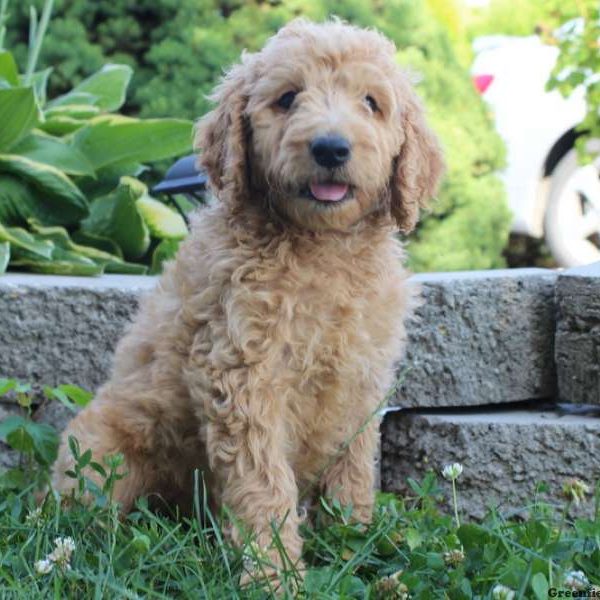 Owen, Goldendoodle Puppy