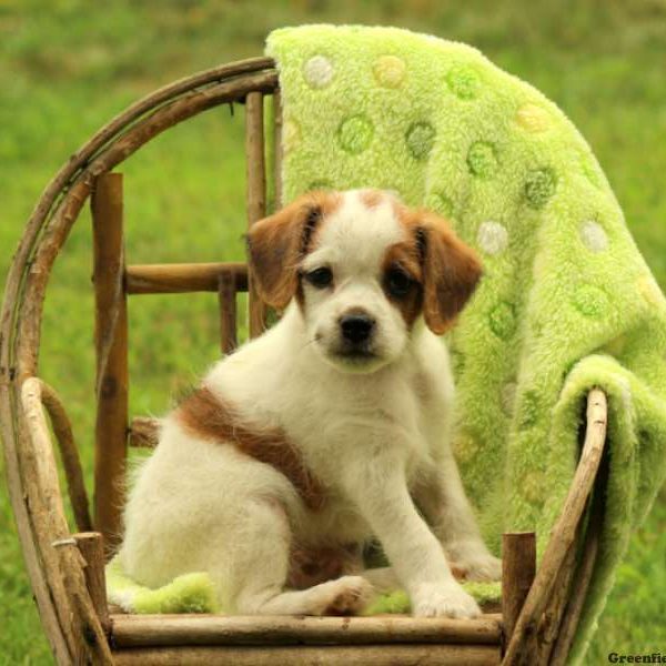 Owen, Miniature Poodle Mix Puppy