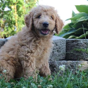 Owen, Goldendoodle Puppy