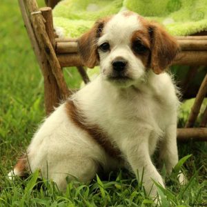 Owen, Miniature Poodle Mix Puppy