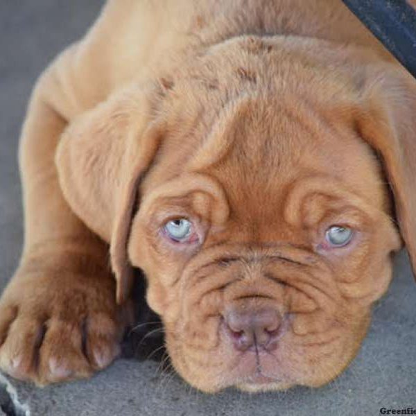 Paige, Dogue De Bordeaux/French Mastiff Puppy