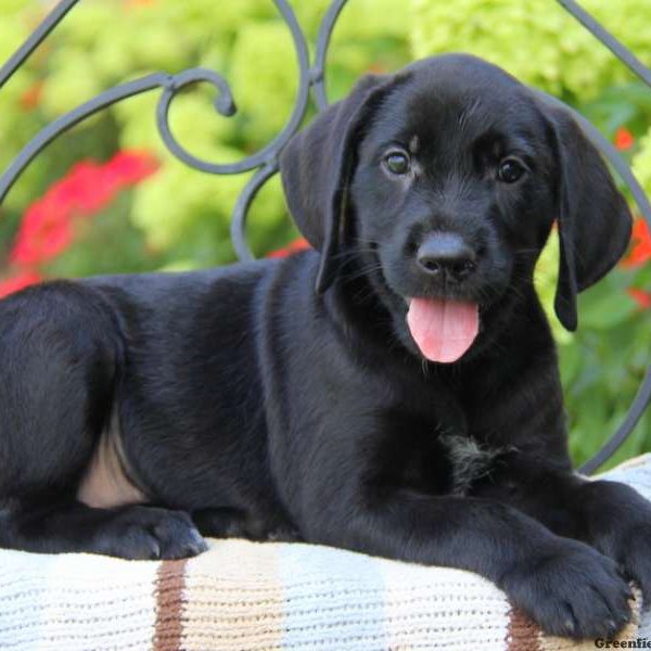 Paige, Golden Retriever Mix Puppy