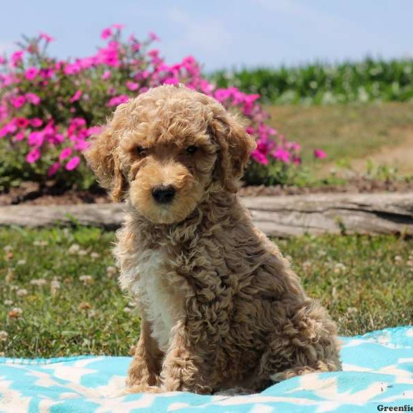 Paige, Goldendoodle Puppy