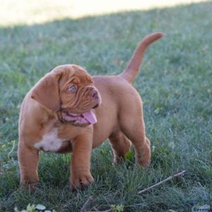 Paige, Dogue De Bordeaux/French Mastiff Puppy