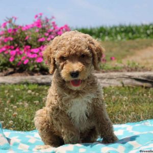 Paige, Goldendoodle Puppy