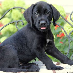 Paige, Golden Retriever Mix Puppy