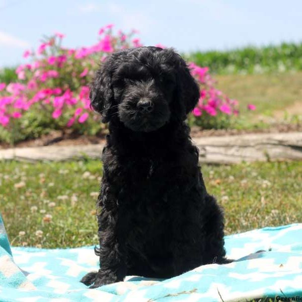 Pam, Goldendoodle Puppy