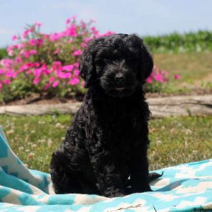 Pam, Goldendoodle Puppy