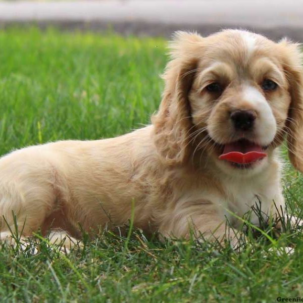 Pansy, Cocker Spaniel Puppy