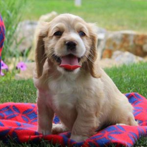 Pansy, Cocker Spaniel Puppy