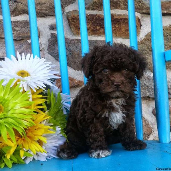 Paradise, Toy Poodle Puppy